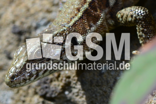 Mauereidechse (3).JPG